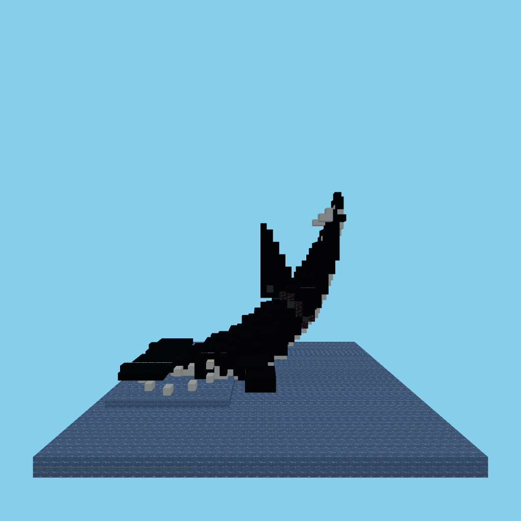 Breaching orca (guided) front view