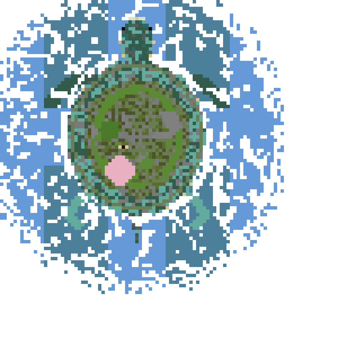 The World Turtle top view